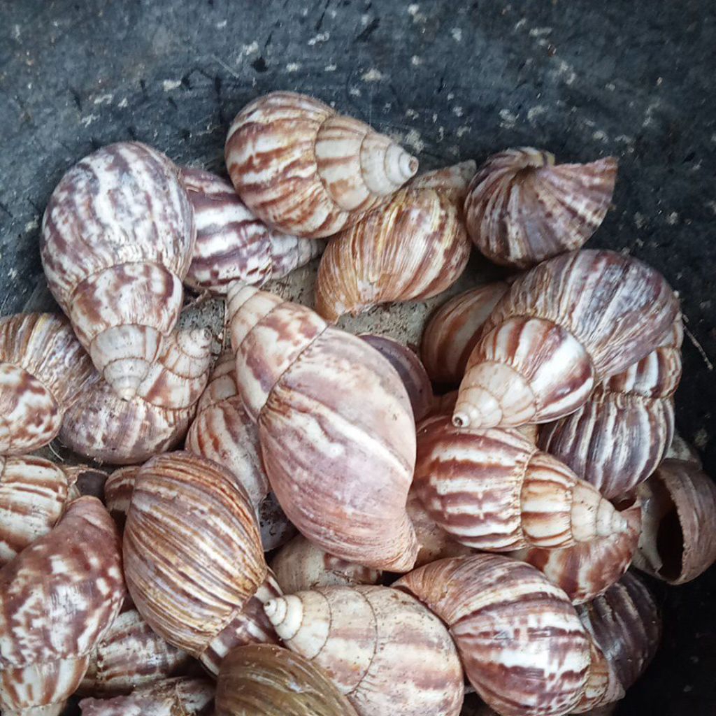 

Cangkang bekicot sudah bersih dijual kiloan.