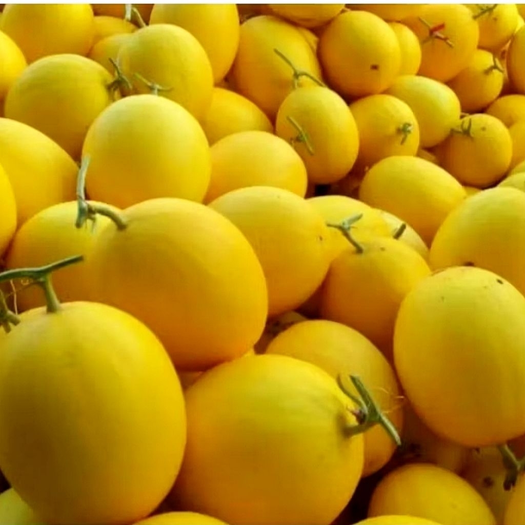 

Melon Golden Viral Fresh kemasan Khusus baru petik bergaransi Manis dan Lezat