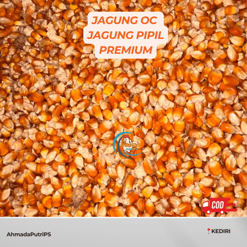 JAGUNG OC JAGUNG OCE JAGUNG PIPIL PREMIUM PAKAN AYAM DAN BURUNG