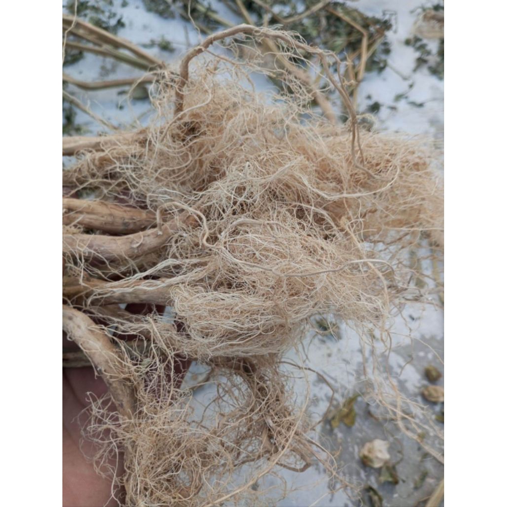 

akar ciplukan obat herbal alami husus akar nya 200 gram