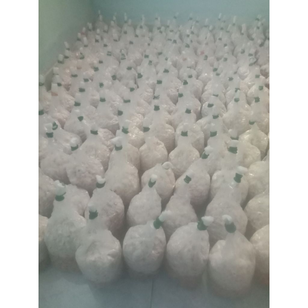 

bibit f2 jamur tiram putih