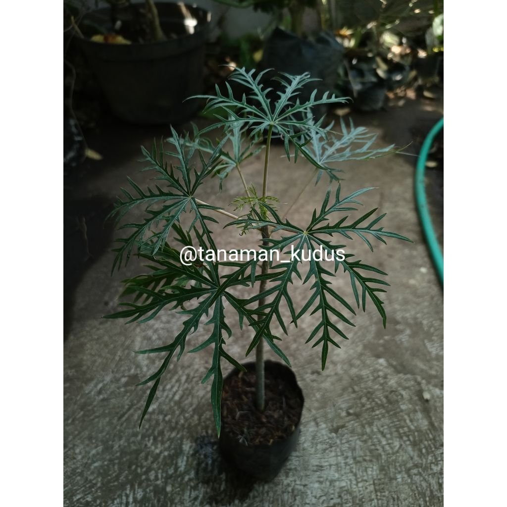 Tanaman Yodium ( tanaman herbal )