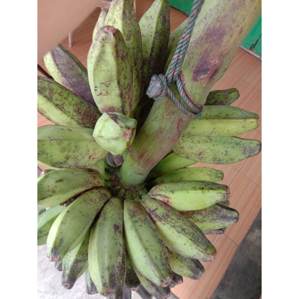 

Pisang SUPER Kepok 1 sisir