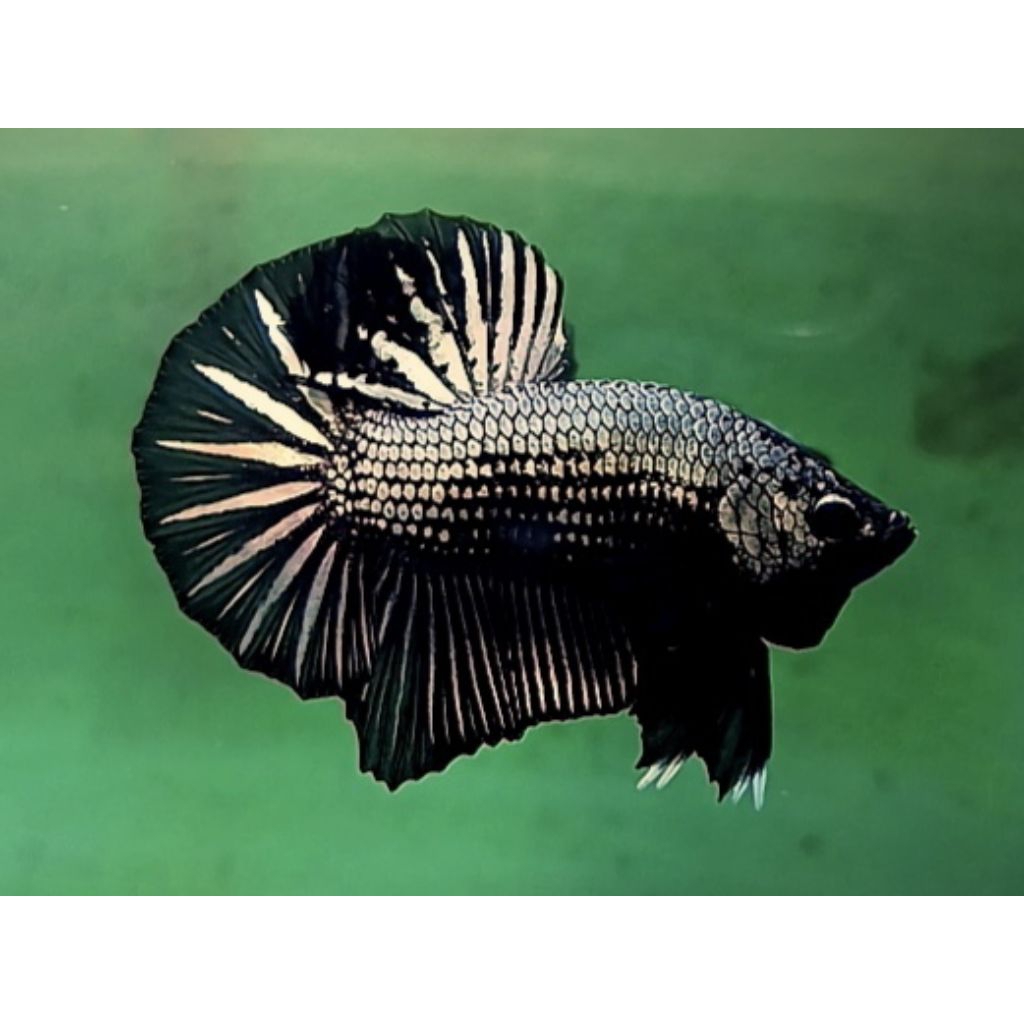 #bukanhewanyangdilindungi CUPANG HMPK BLACK COOPER GRADE A+