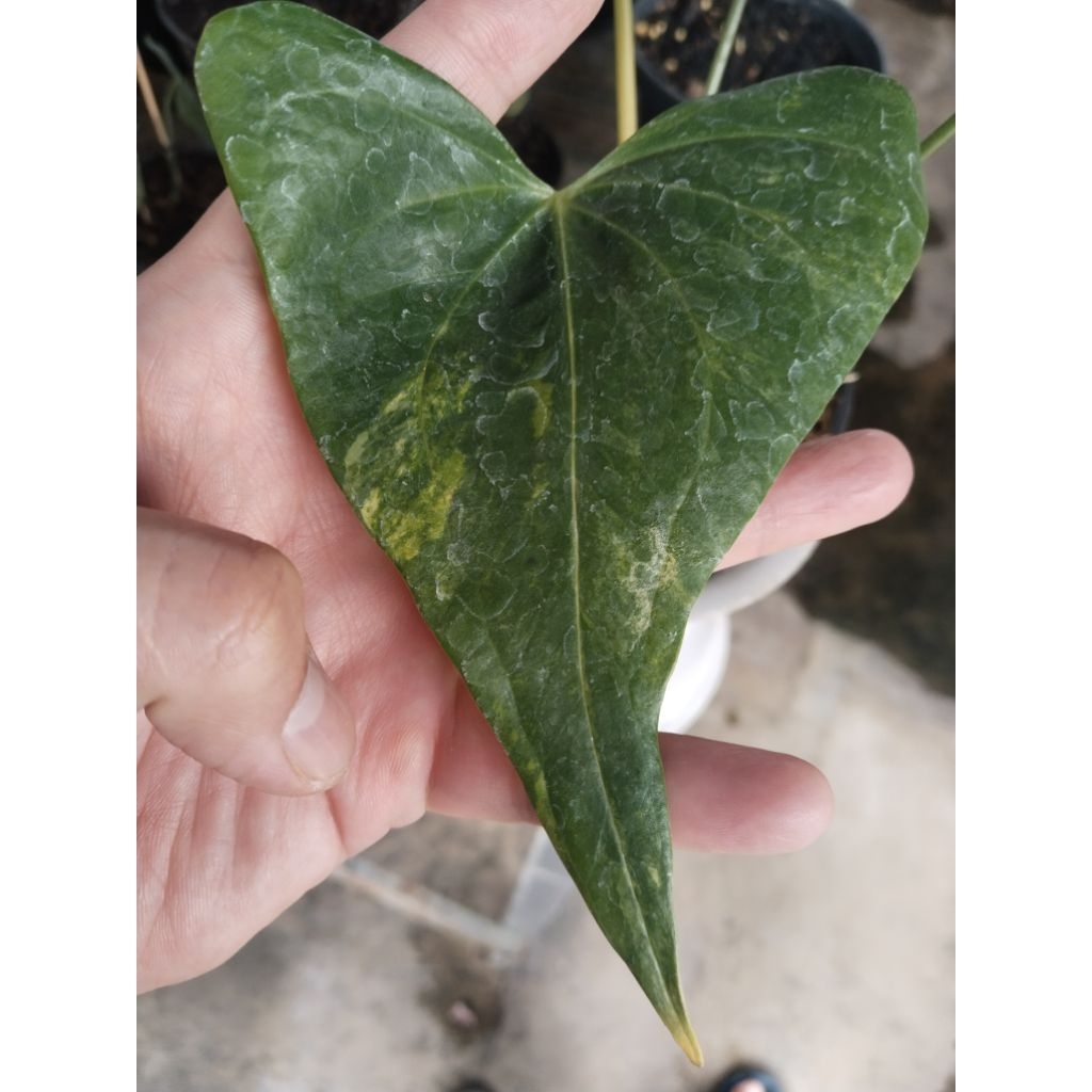 anthurium pteroductyl varigata ( ekonomis) murah banget