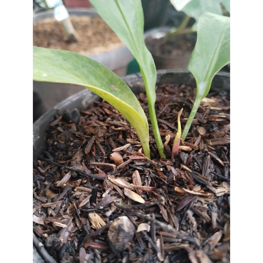 anthurium obor dari  obor merah n