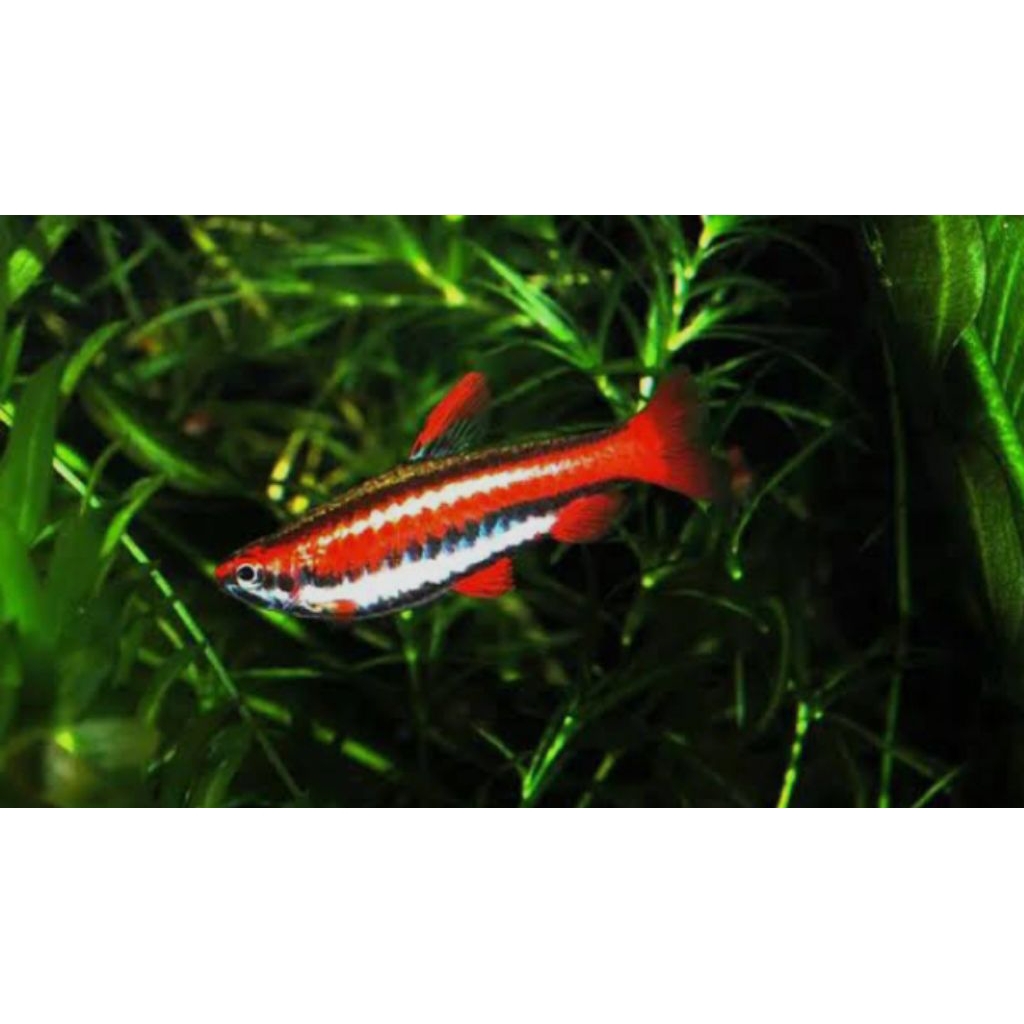 

Original Red pencil Size Remaja per 1pcs