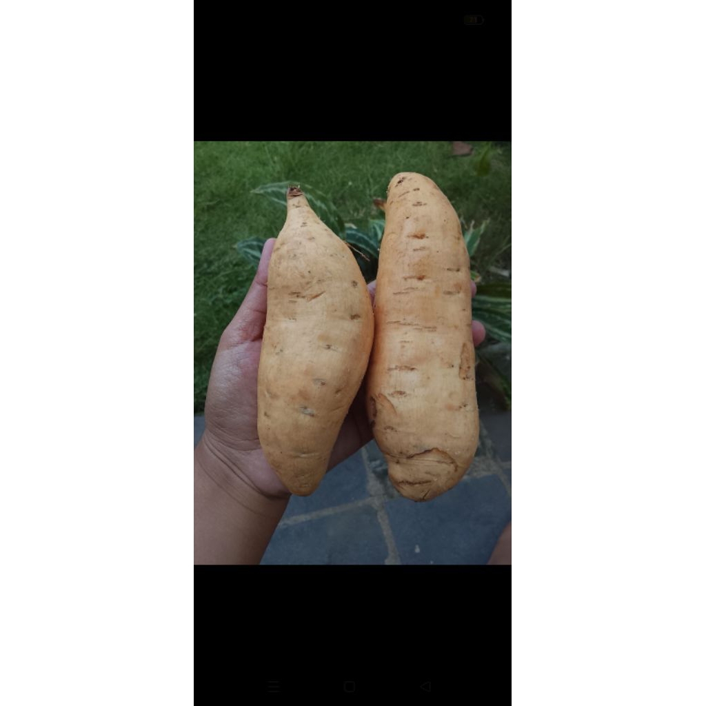 

UBI CILEMBU/BERAT/BERSIH /1KG I0 s/d15 /SPEK:ARBEN