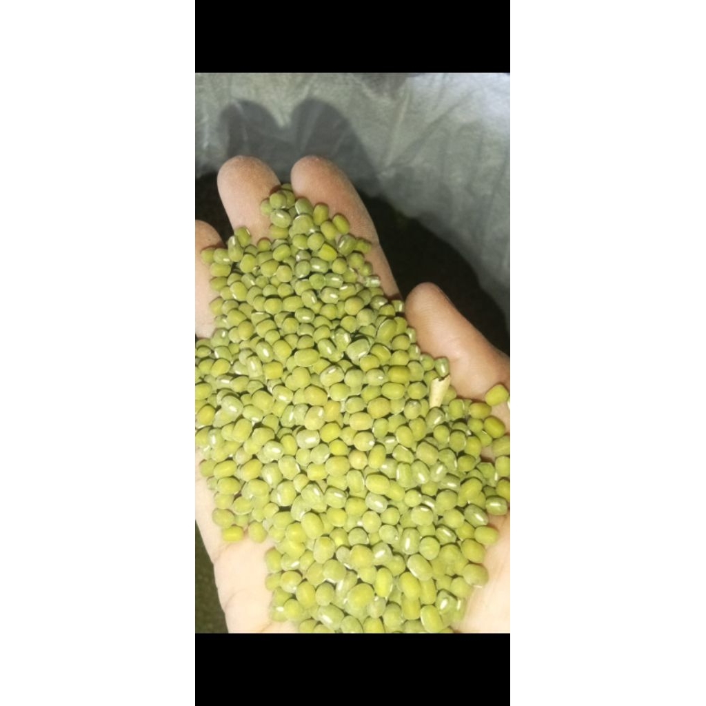 

kacang hijau khusus tauge toge kecambah stok terbaru panen Juni, juli, Agustus 2025