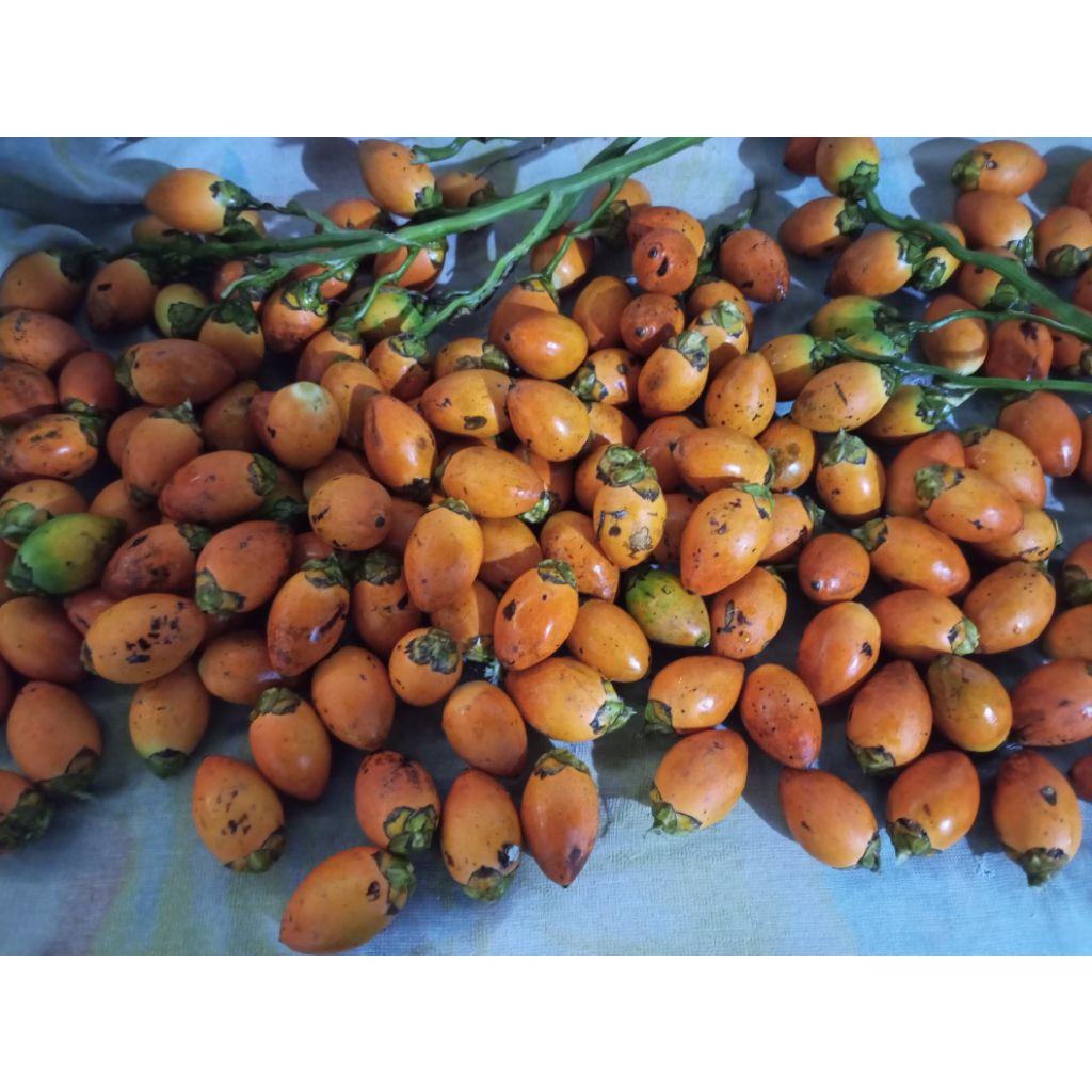 

Buah Pinang Buah Jambe Matang 1 Kg Murah