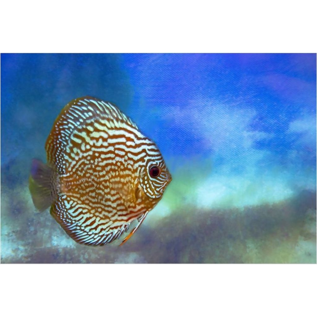 Discus Blue Turquoise / Hias Aquarium