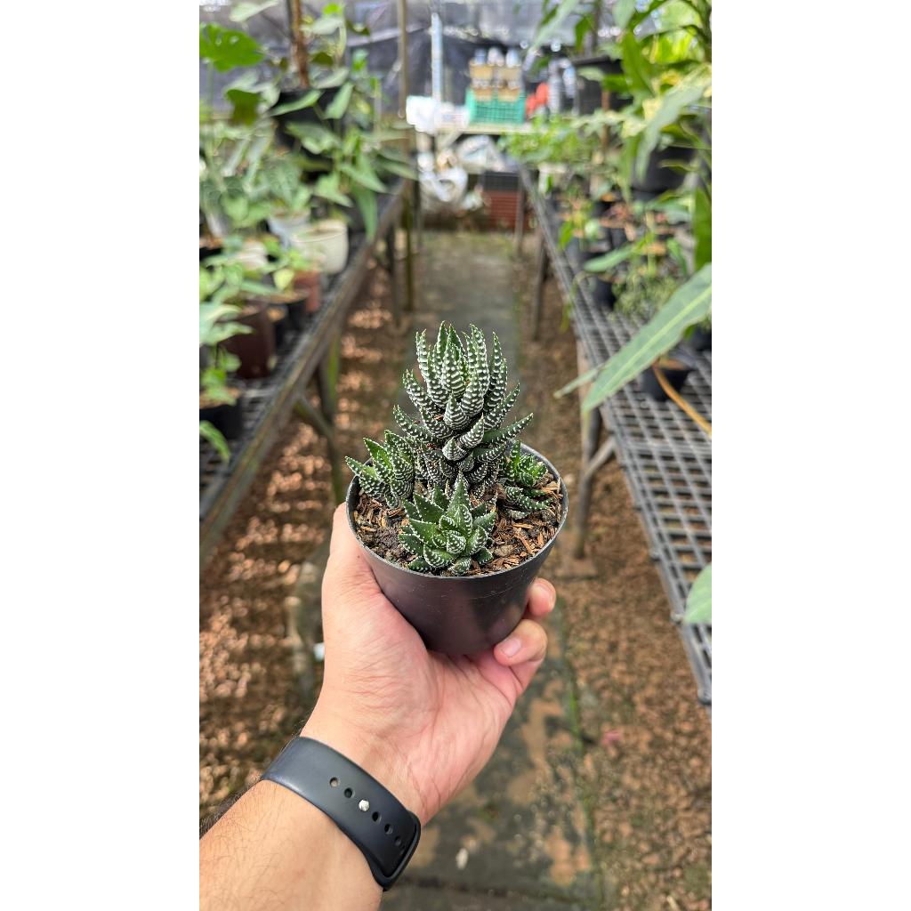 Sukulen Mini / Kaktus Mini Hidup MURAH