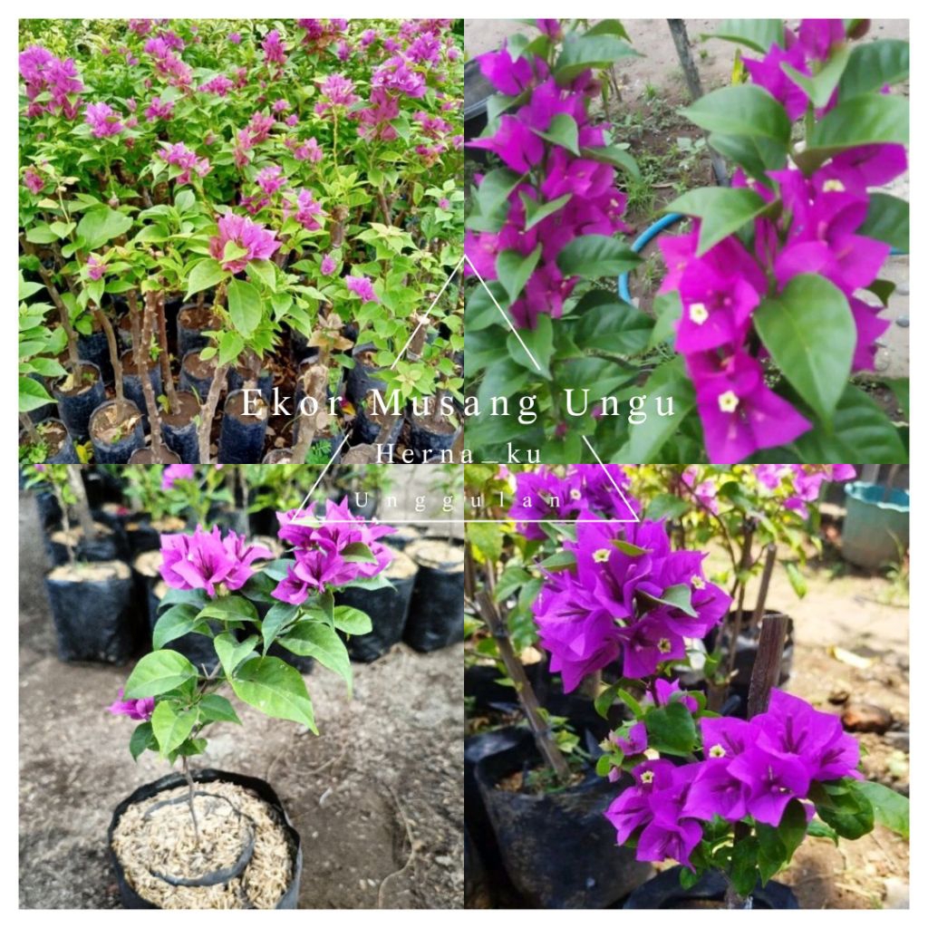 Bunga Bugenvil EKOR MUSANG UNGU Grafting | Bougenville EKOR MUSANG UNGU sudah Berbunga Rimbun