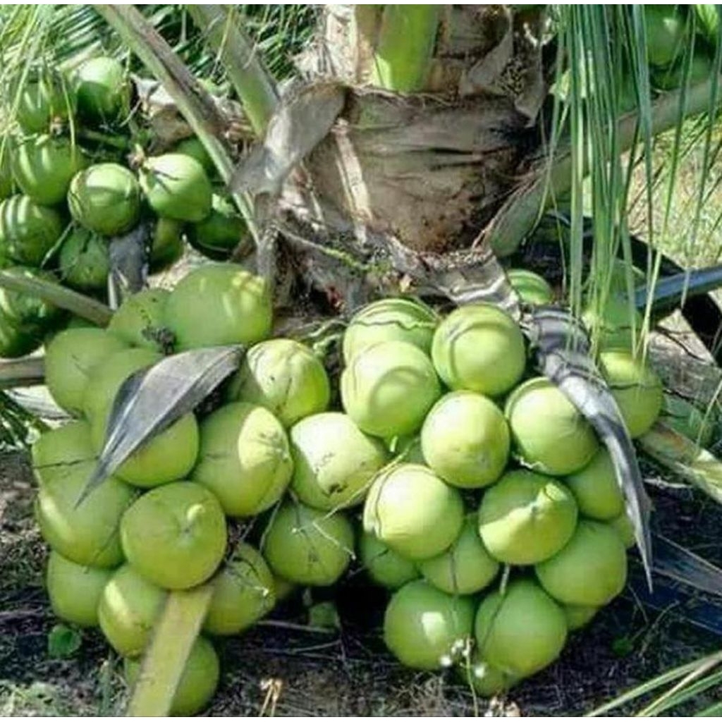bibit kelapa hibrida ASLI