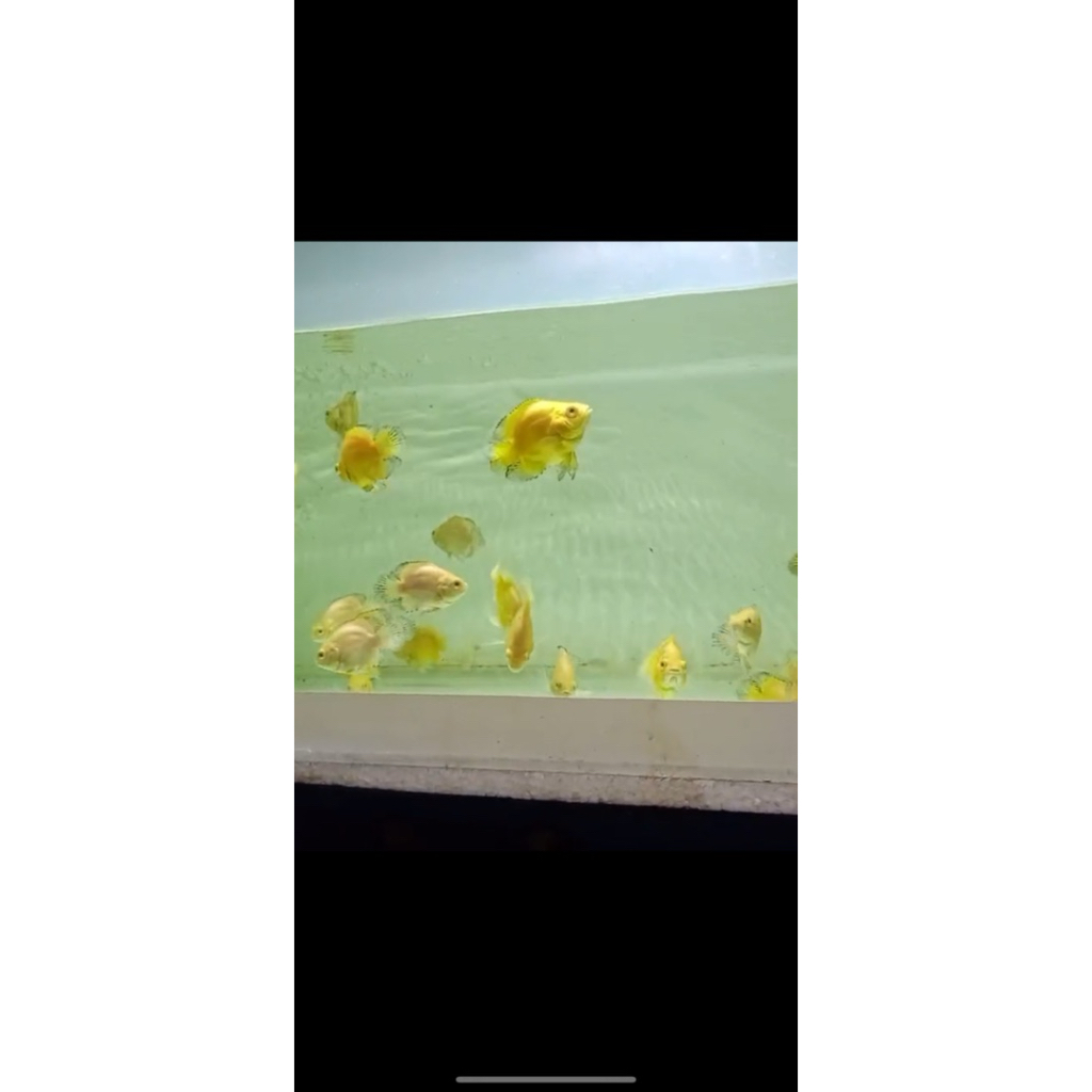 Oscar Lemon short body koin pure 7-8cm