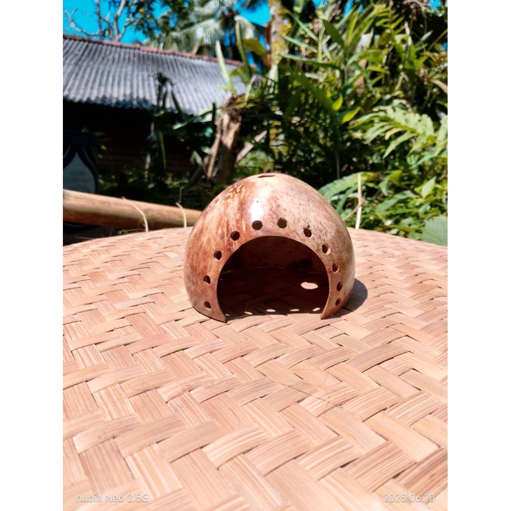 Hiding cave hamster,gecko kelomang kadl