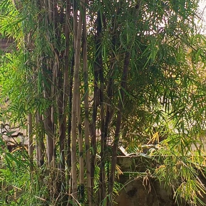 Bibit Bambu Cina ( Paket isi 5 batang)