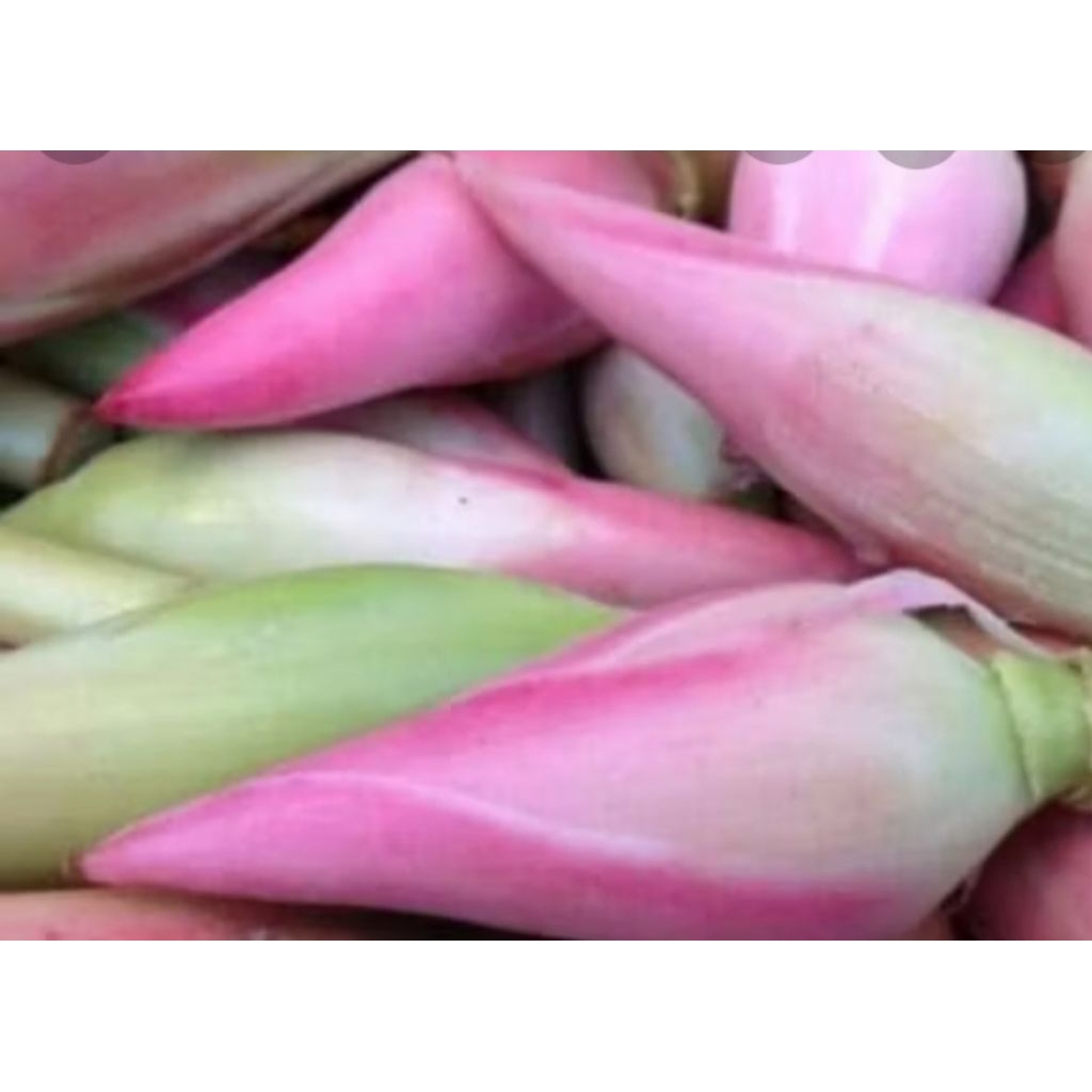 

promo pakis segar+bunga kecombrang 1kg fres Herbal COD