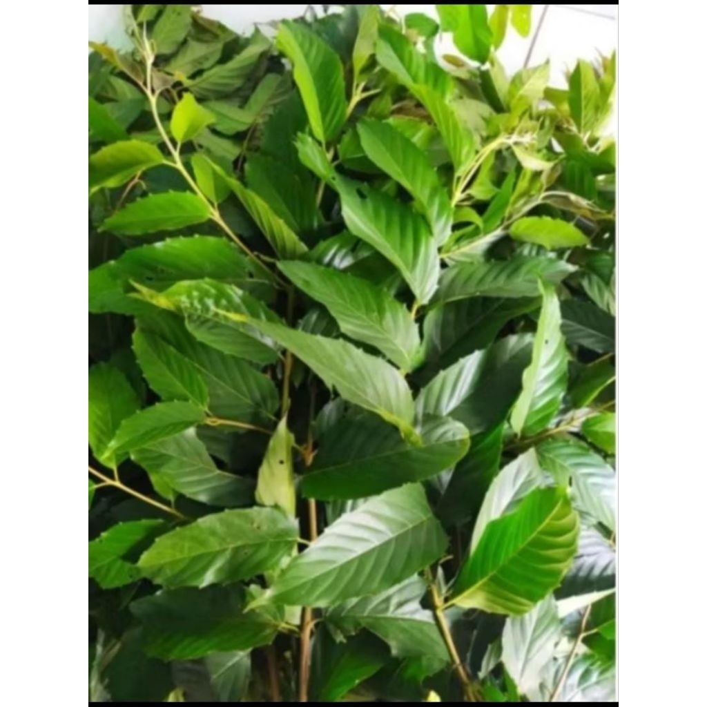 

DAUN AFRIKA FREES 1KG BARU PETIK