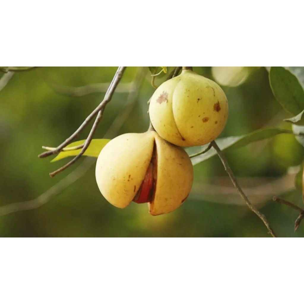 

buah pala fresh 250g