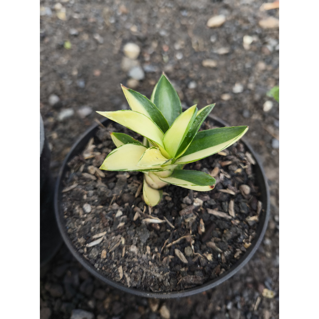 Agave Desmettiana Variegata