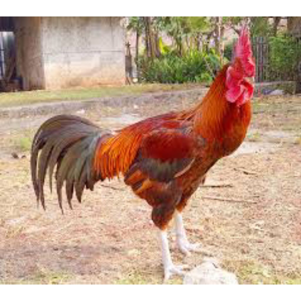 

Telur Ayam Pelung Fertil Unggul