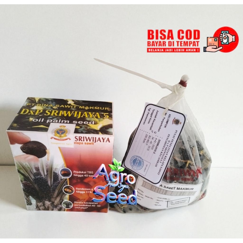 Bibit Benih kecambah Sawit Sriwijaya 5