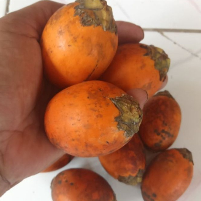 

Jual buah pinang tua fresh segar 1 kg