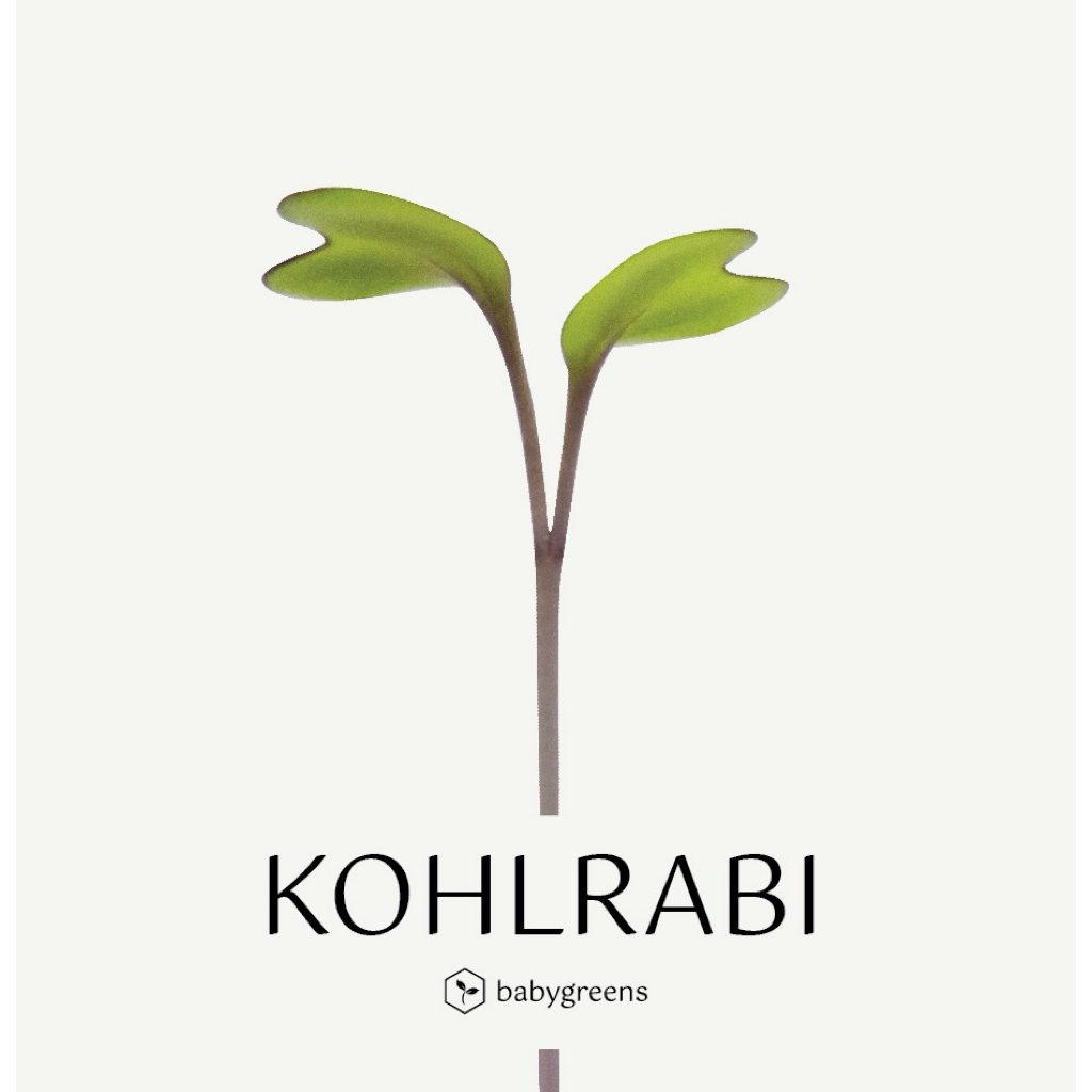 

[BABYGREENS] Kohlrabi Microgreens - 30 gr