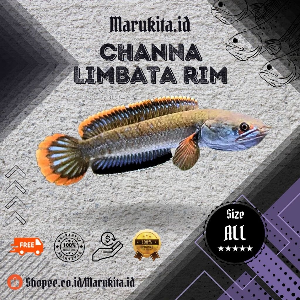 Limbata Rim/Kotes/channa limbata Rim istimewa free stiker