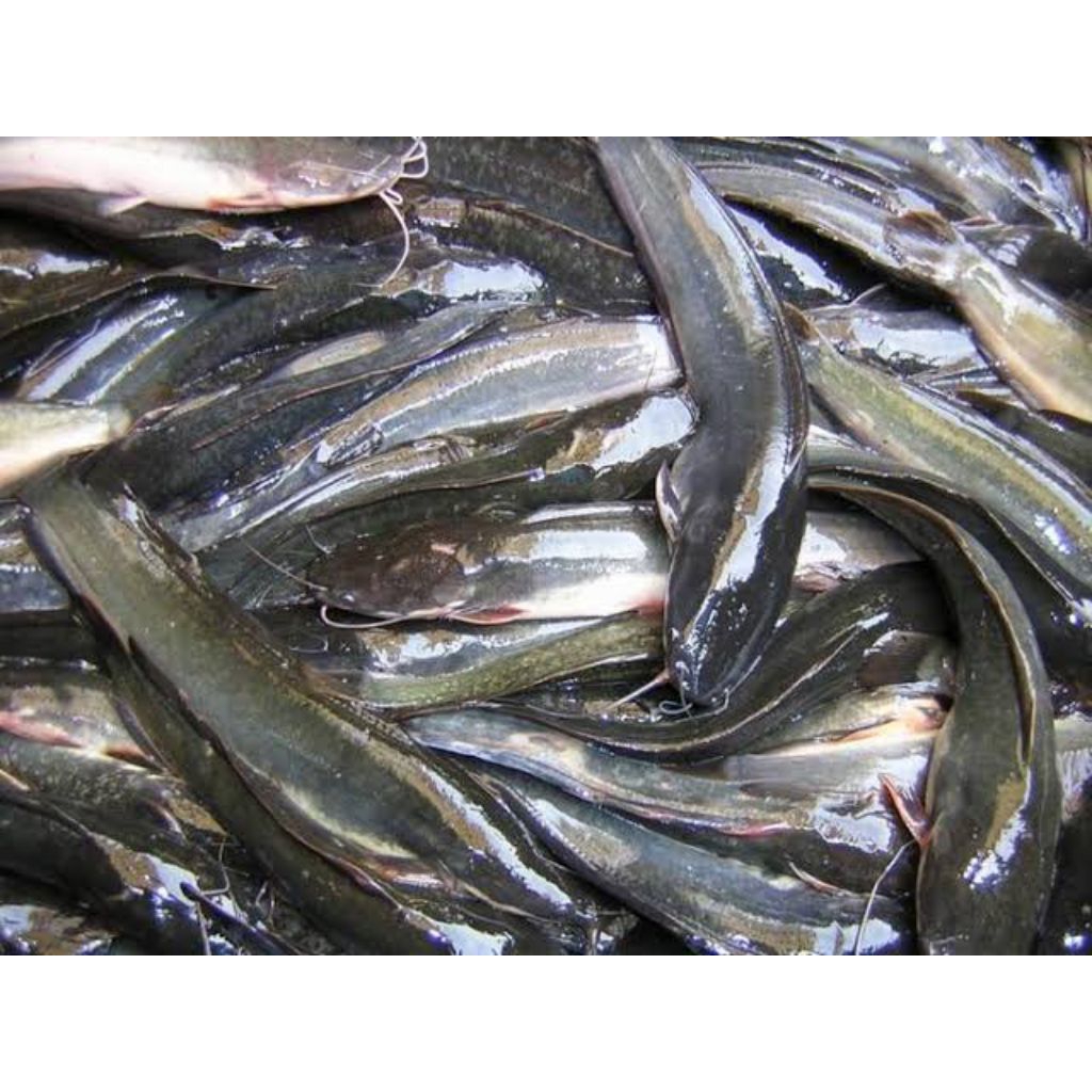 

IKAN LELE KONSUMSI FRESH (IKAN SEGAR)