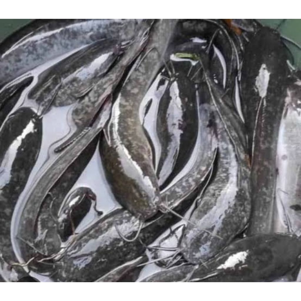 

ikan basah, kembung lele mujair mas, gurame patin bawal 1kg.