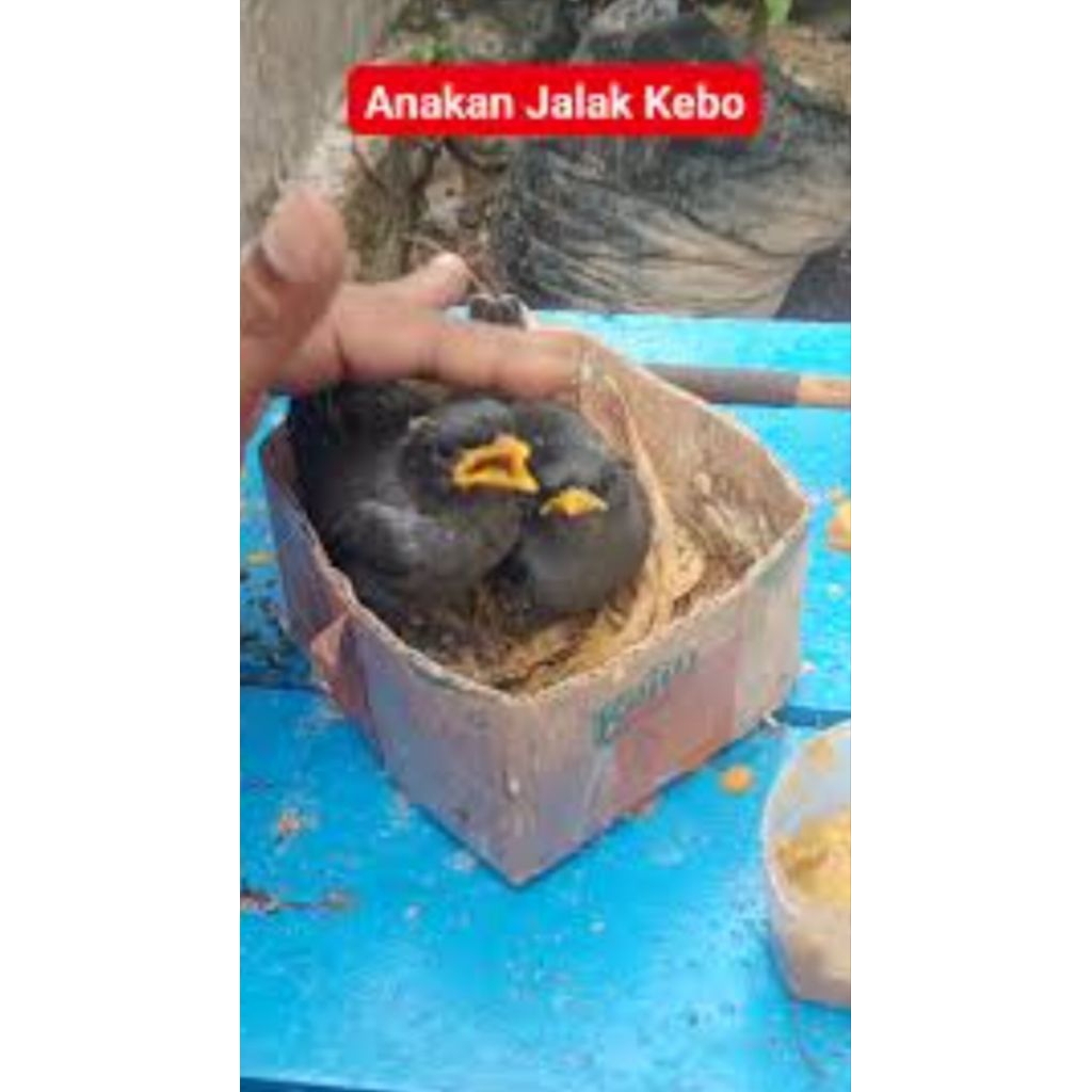 lolohan. jalak maput