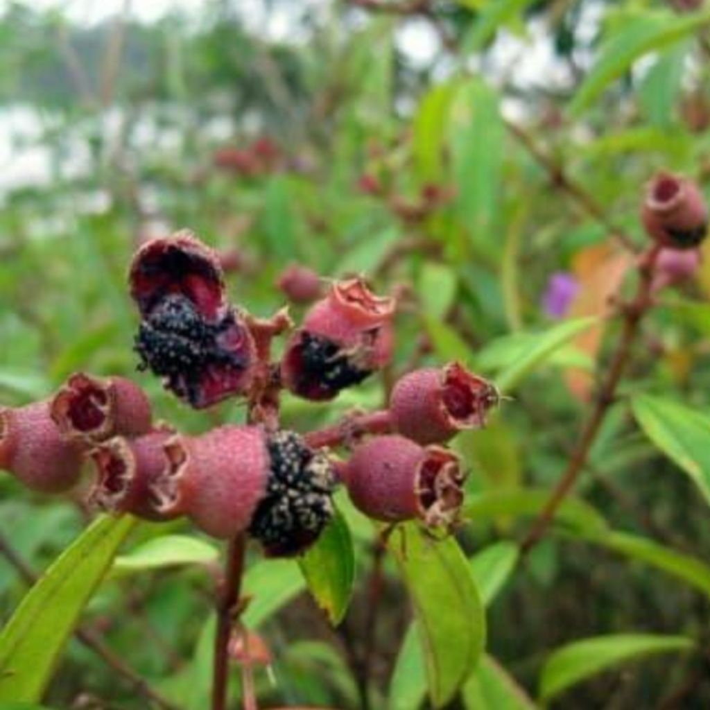 

1kg buah senggani bulu segar