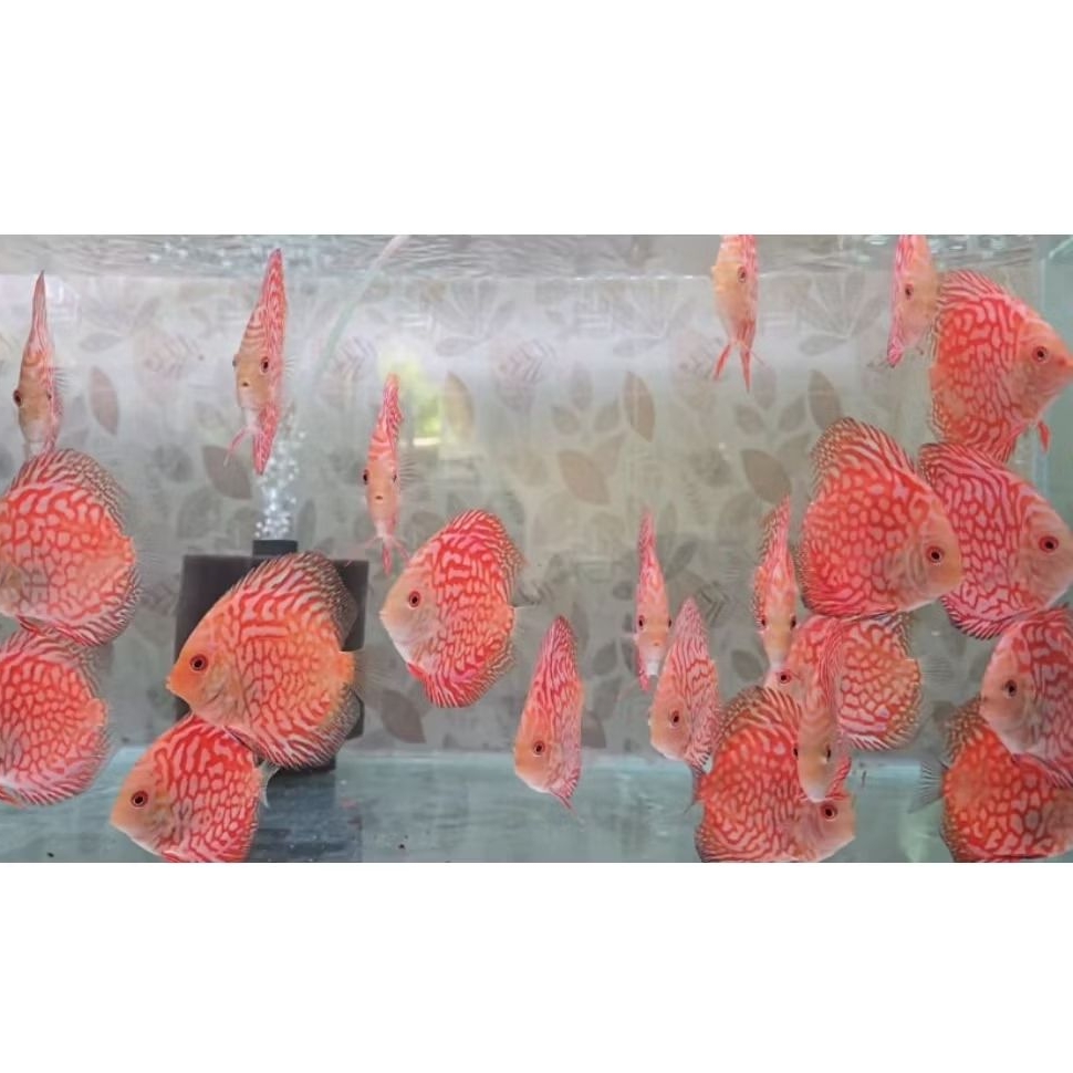 PAKET DISCUS 4 EKOR 2 INCH ( RANDOM ) HIAS AQUASCAPE