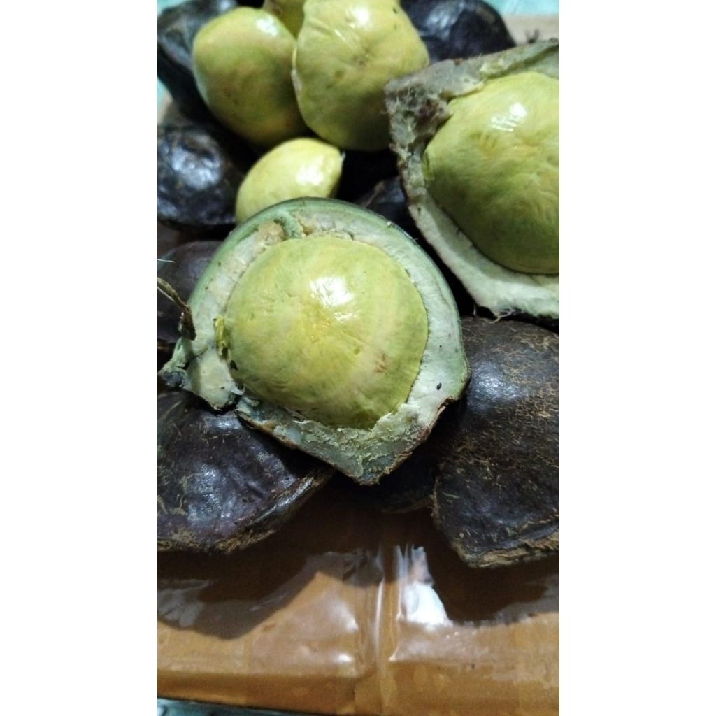 

Jengkol Muda 1kg