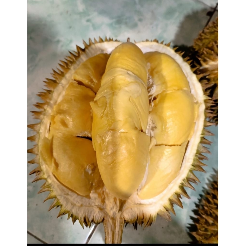 

Durian Montong cane perbuah berat 1,2-1,5kg