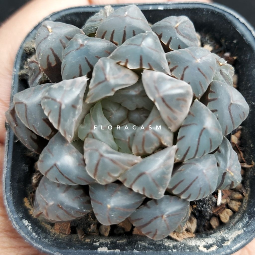 Haworthia obtusa 'OM' hybrid