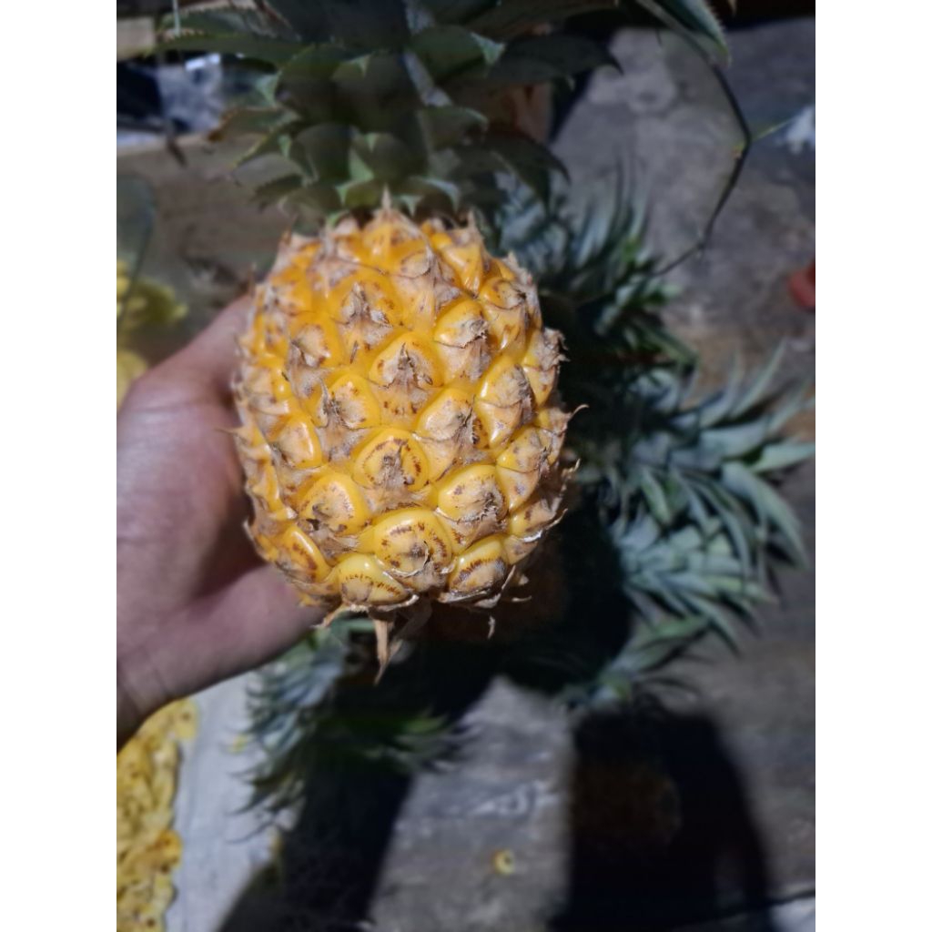 

Nanas madu pemalang uk los