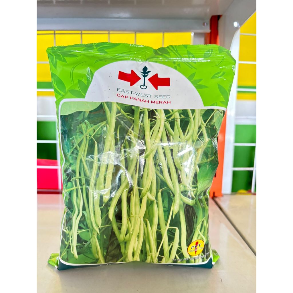 

Benih buncis MAXIPRO 500 gram buncis maxi pro dari panah merah