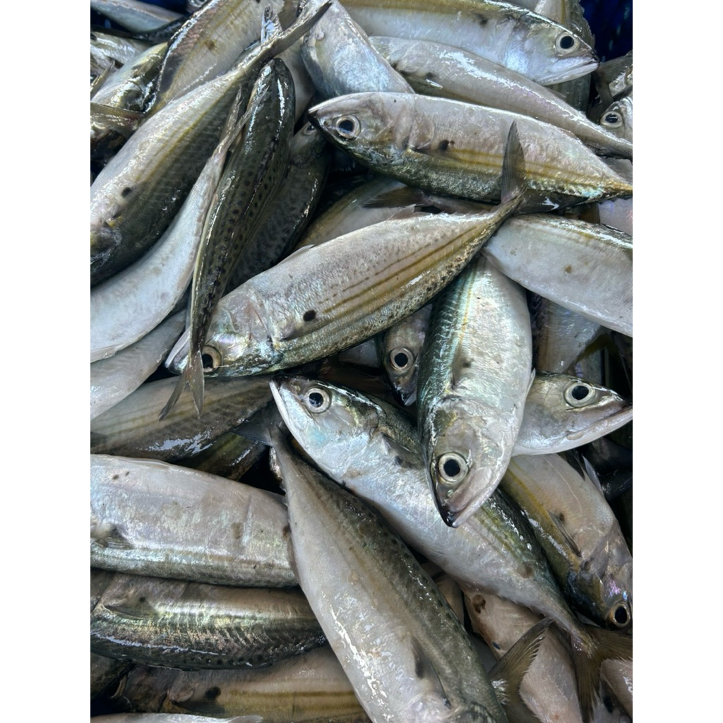 

[TERMURAH] GEMBUNG KURING 6e/KG DIJAMIN TERMURAH KUALITAS TERBAIK TANPA BAHAN PENGAWET HASIL NELAYAN SENDIRI