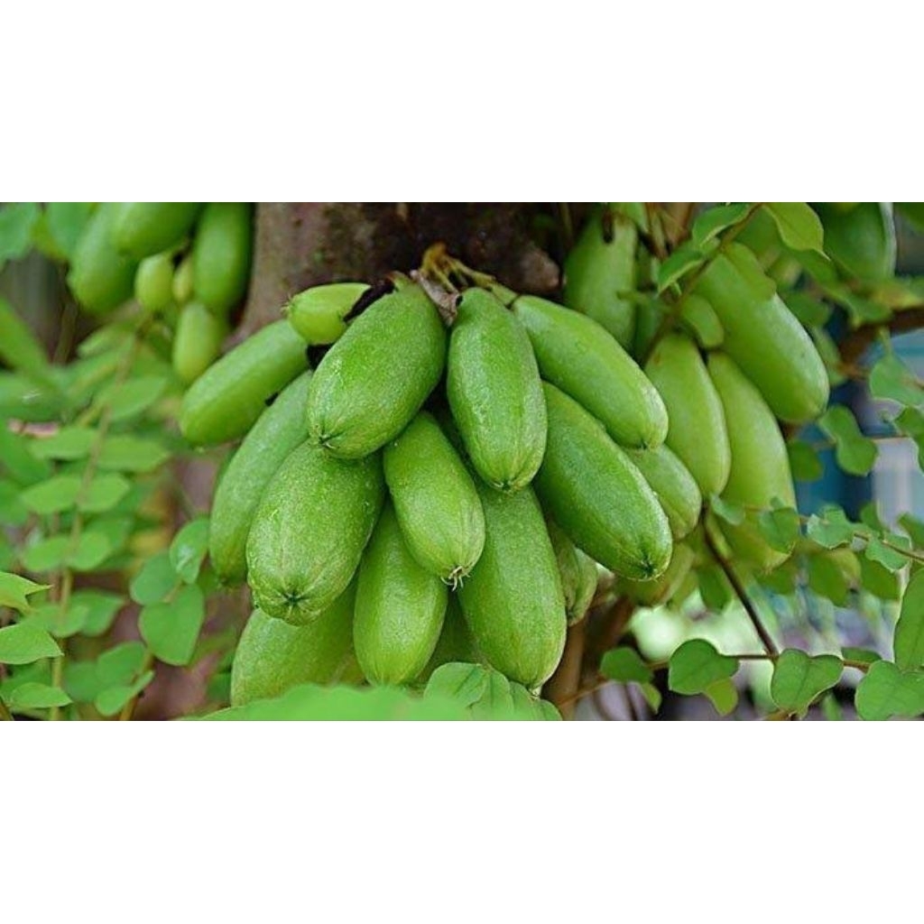 

blimbing wuluh fresh segar langsung petik dari pohon nya 300 grm