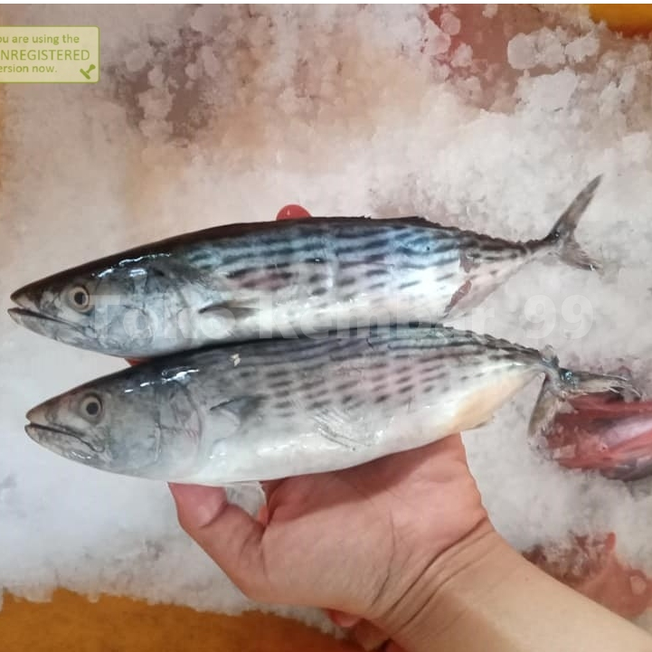 

Ikan Tongri Segar Ikan Tongri 1Kg Ikan Tongkol Tenggiri
