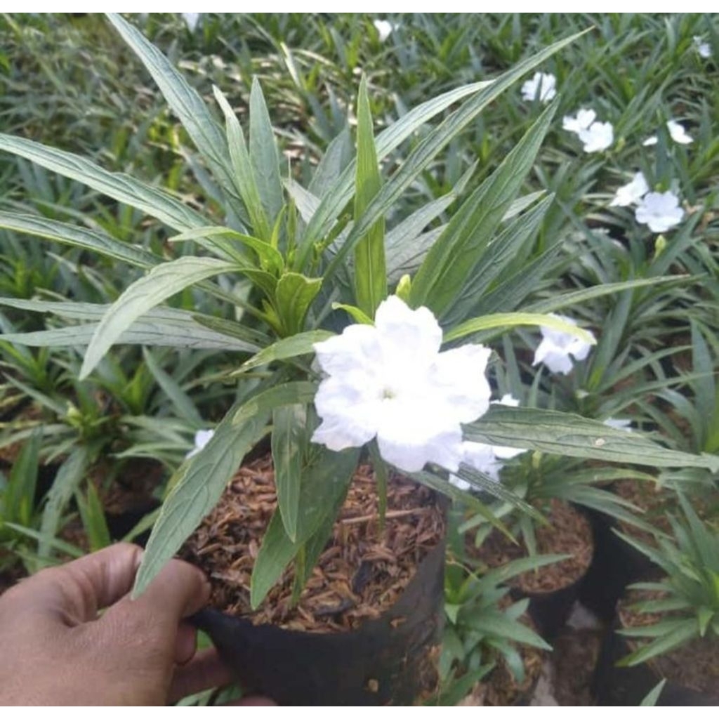 Pohon Rawelia Mini Bunga Putih Tanaman Hias Reulia Mini Bunga Putih