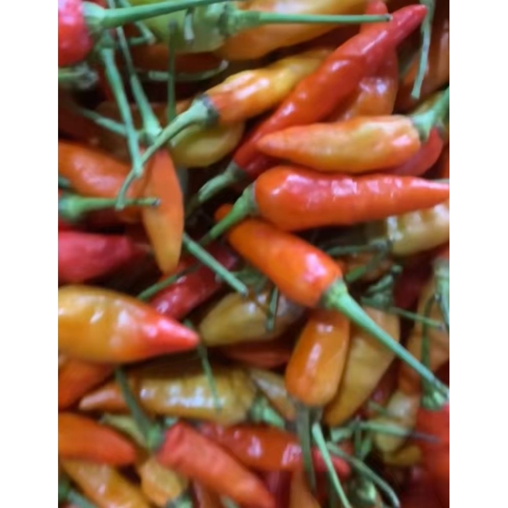 

Cabe rawit merah | Cabe rawit ori 212 | Cabe rawit setan