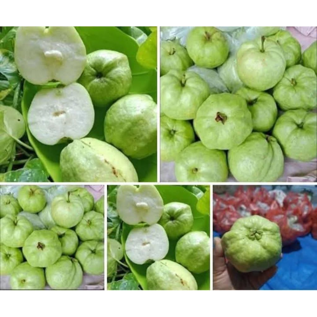 

BUAH JAMBU KRISTAL TANPA BIJI 500GR-1KG LANGSUNG DARI PETANI PURBALINGGA + BUMBU RUJAK JAMBU KRISTAL