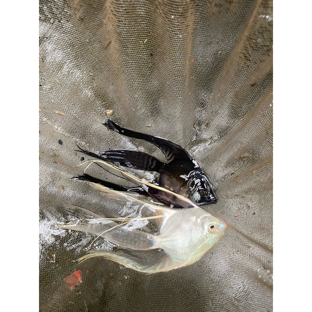 mempercantik akuarium,manfish slayer white/black