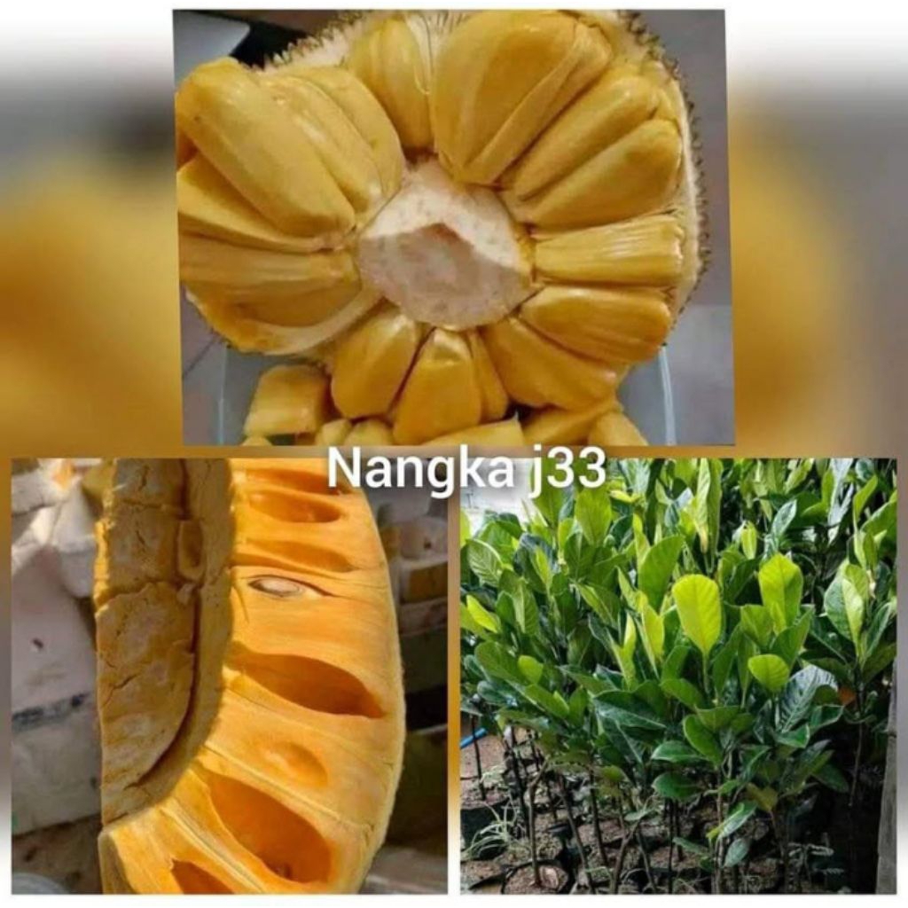 BIBIT NANGKA MADU J33 ASLI 100%