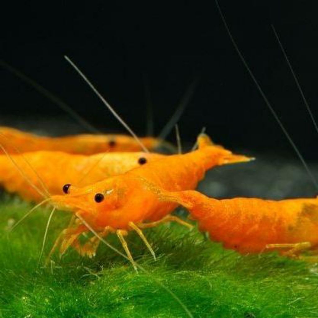 

UDANG HIAS ORANGE FIRE