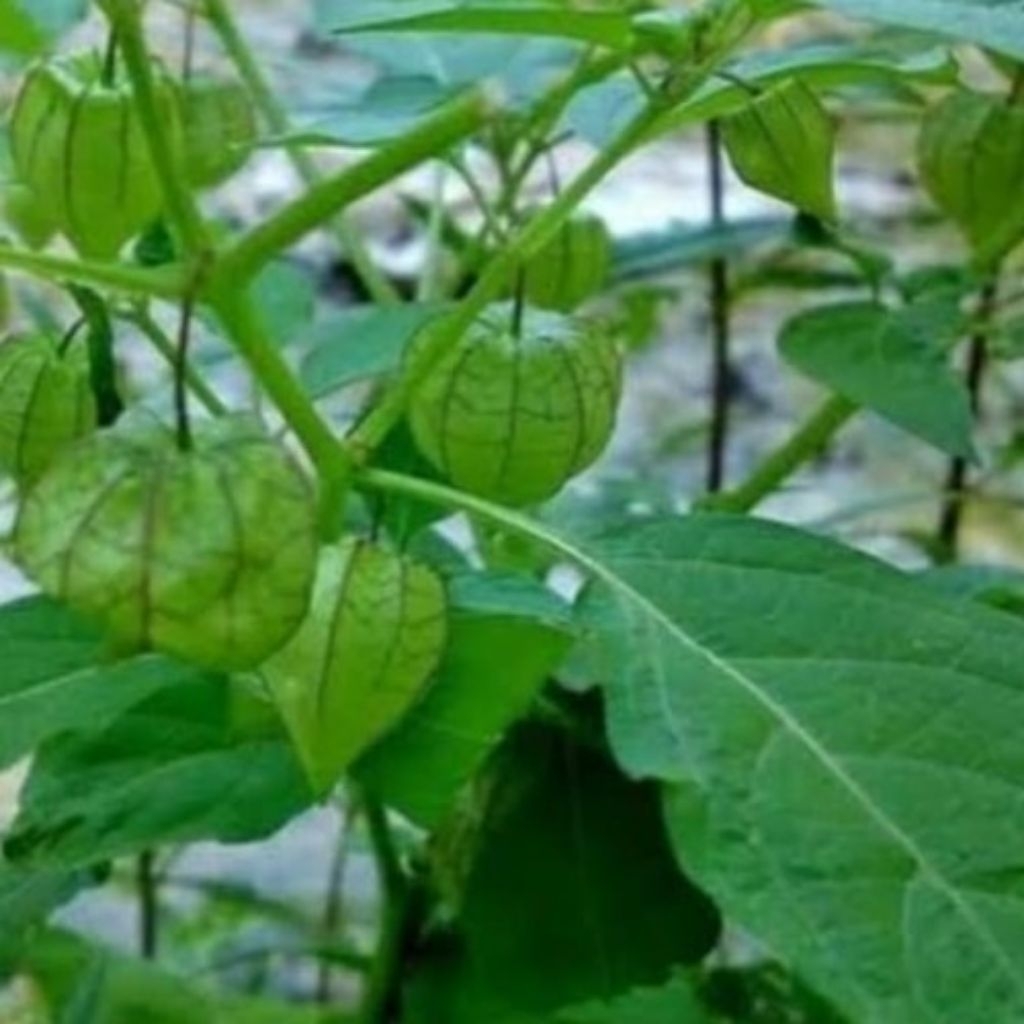 

Daun ciplukan segar Fress per 250 gram